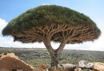 258px-socotra_dragon_tree.jpg
